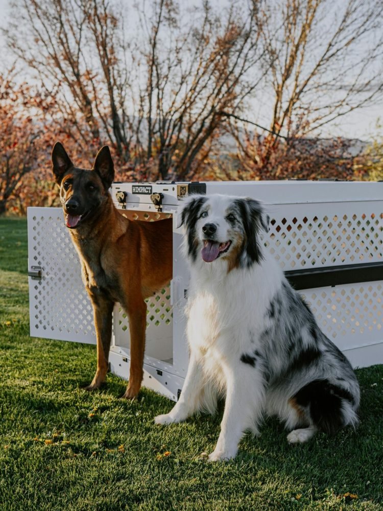 pexels-impact-dog-crates-1789722873-28381127
